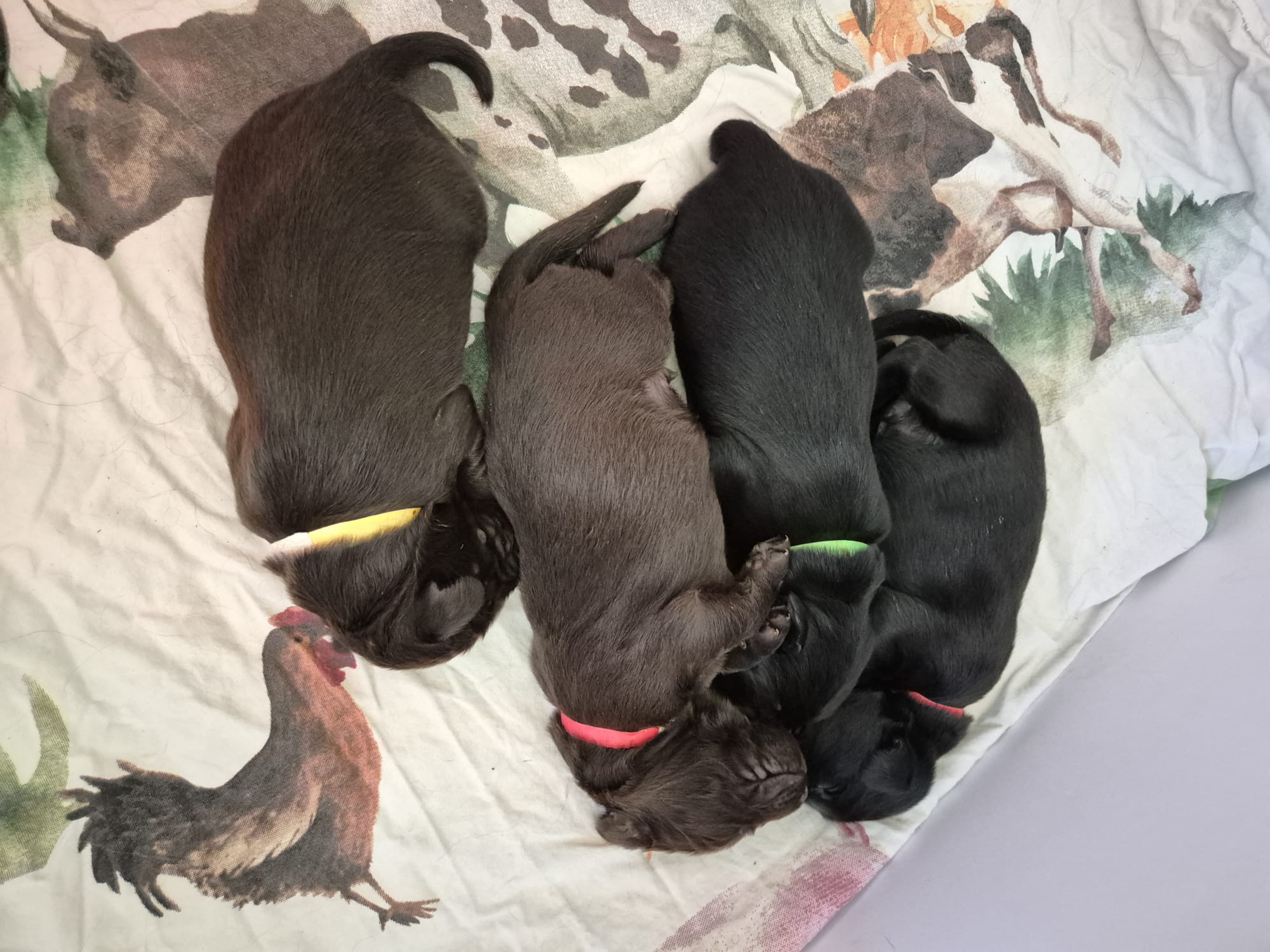 Pup