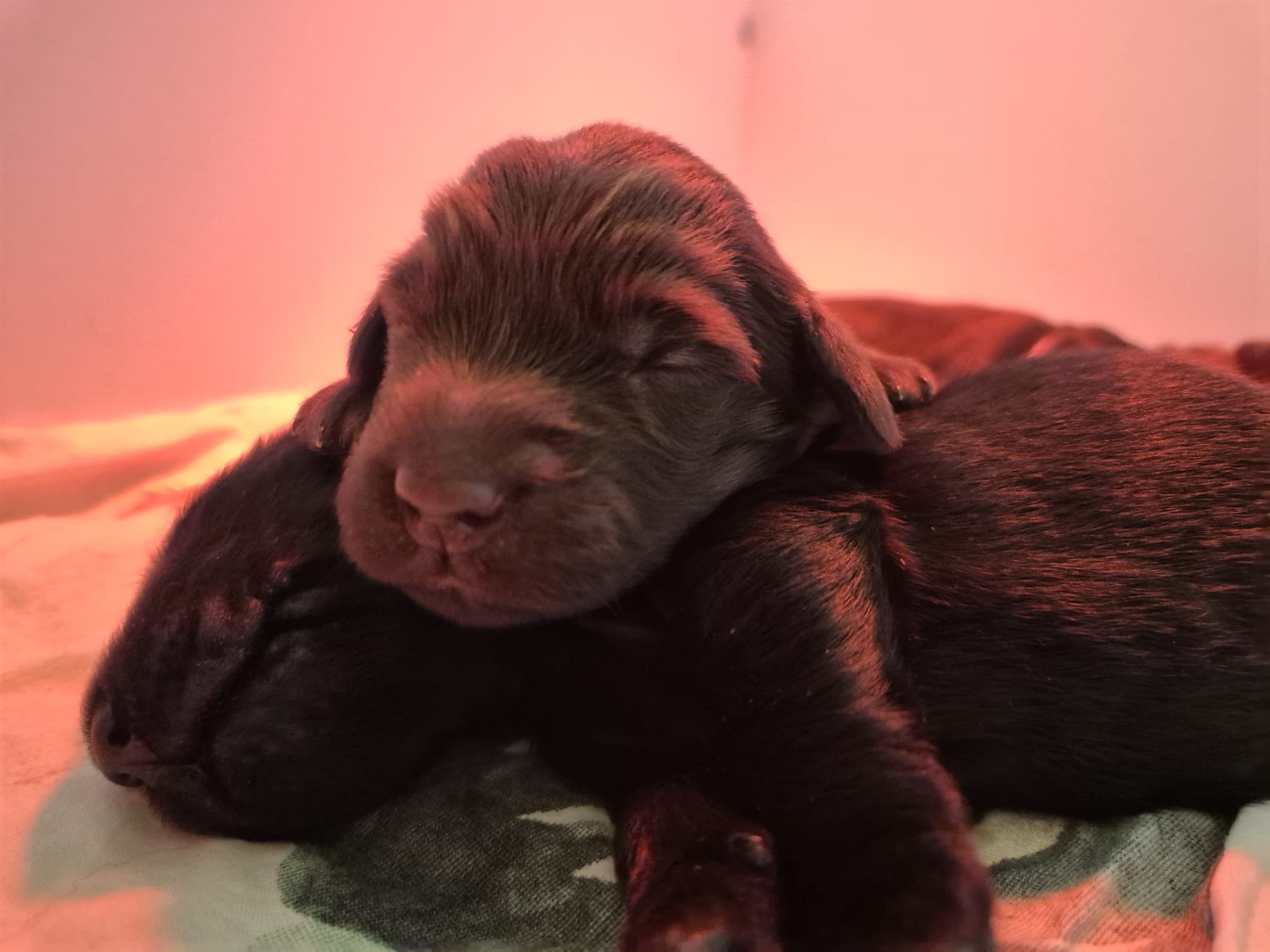 Pup
