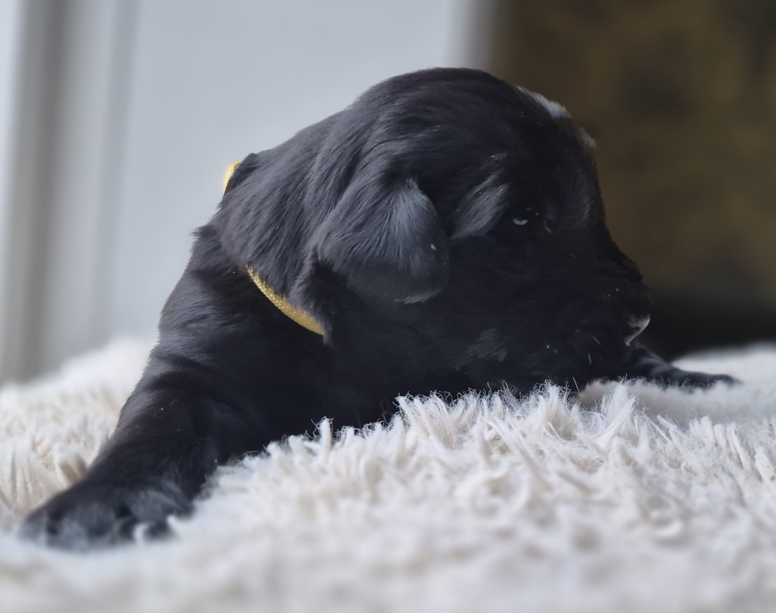 Pup