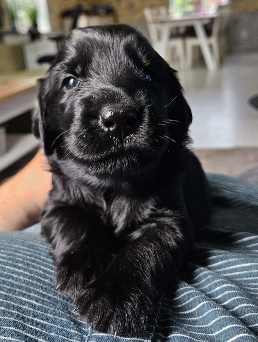 Pup
