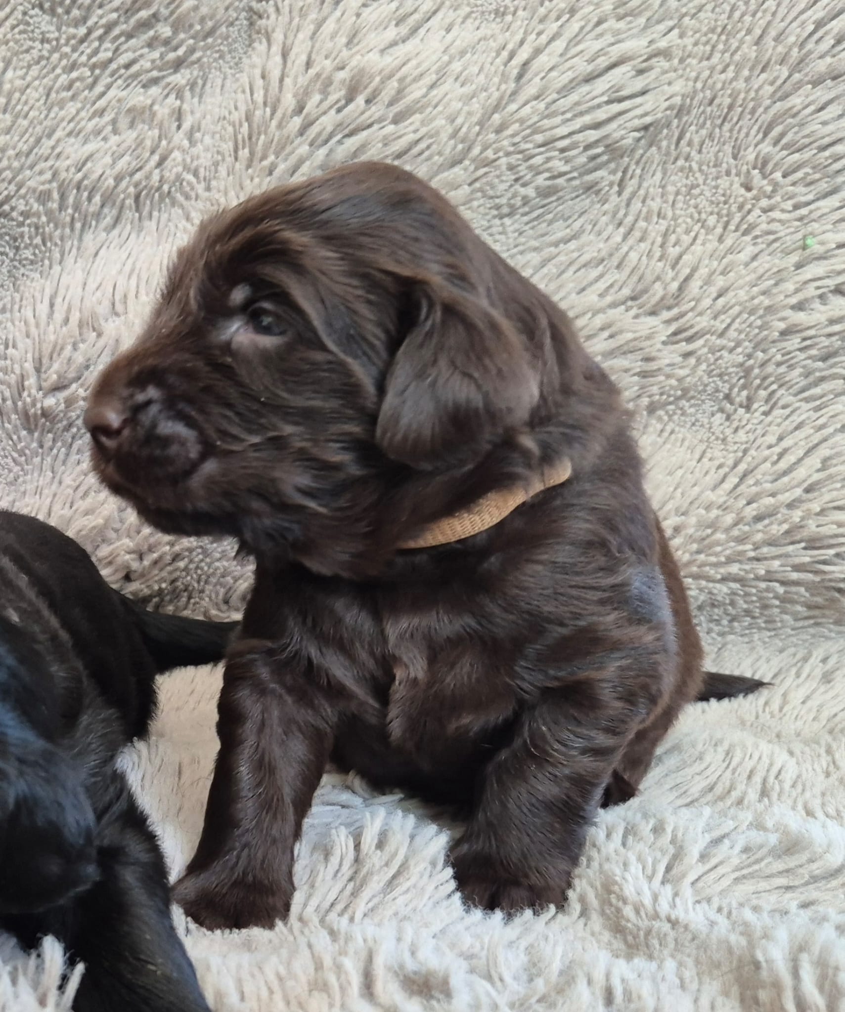 Pup