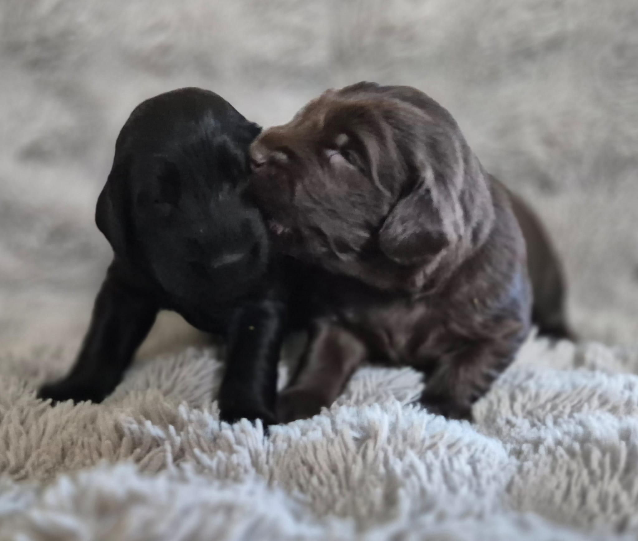 Pup