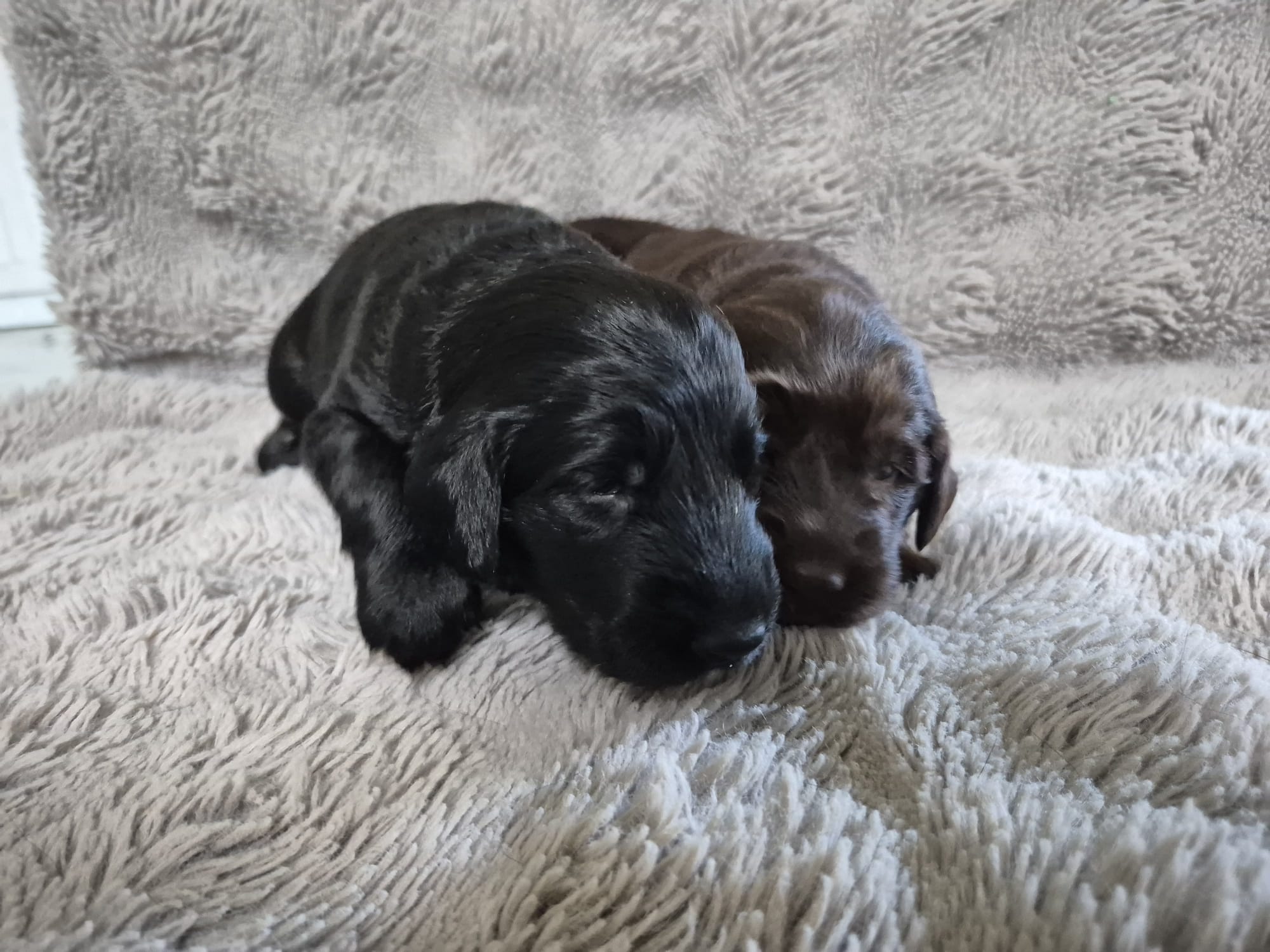Pup