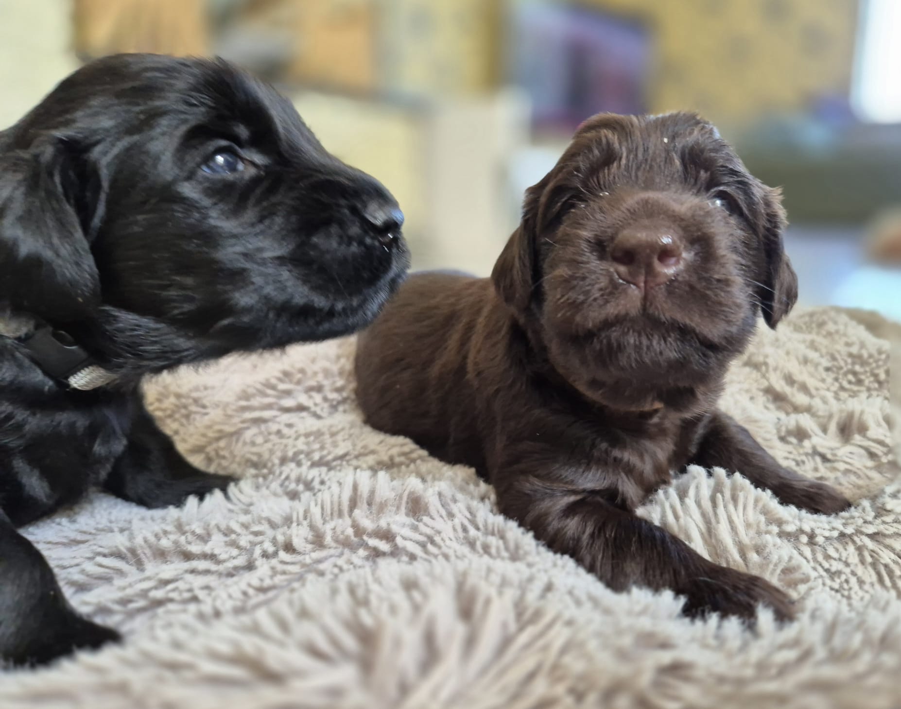 Pup