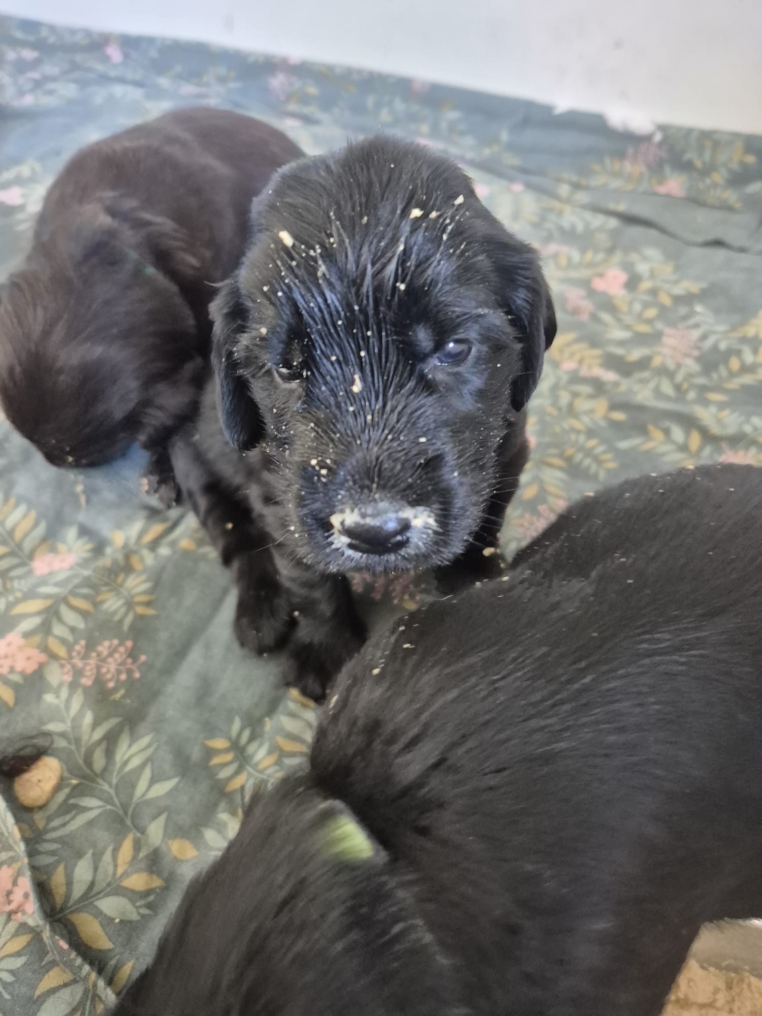 Pup