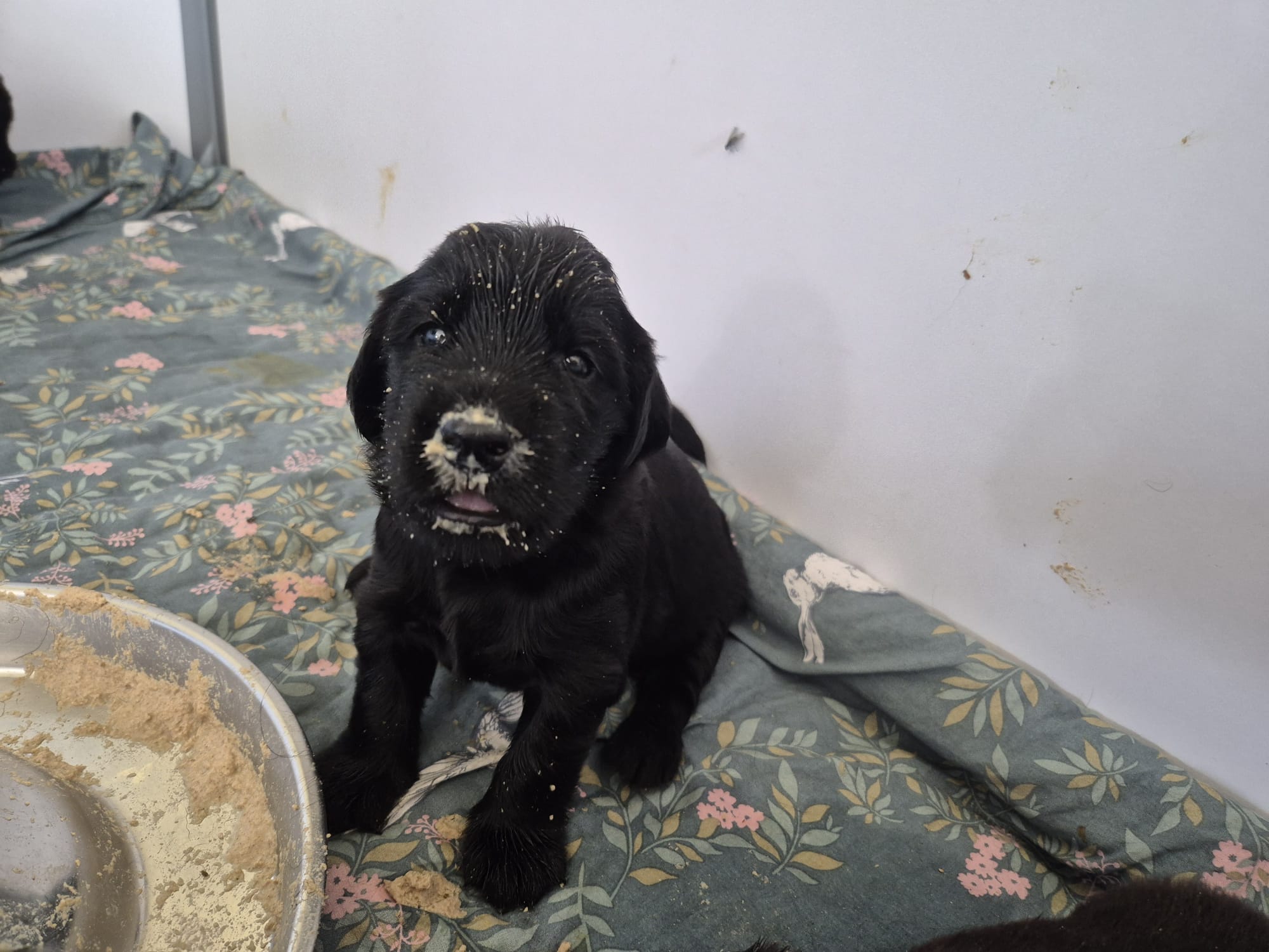 Pup