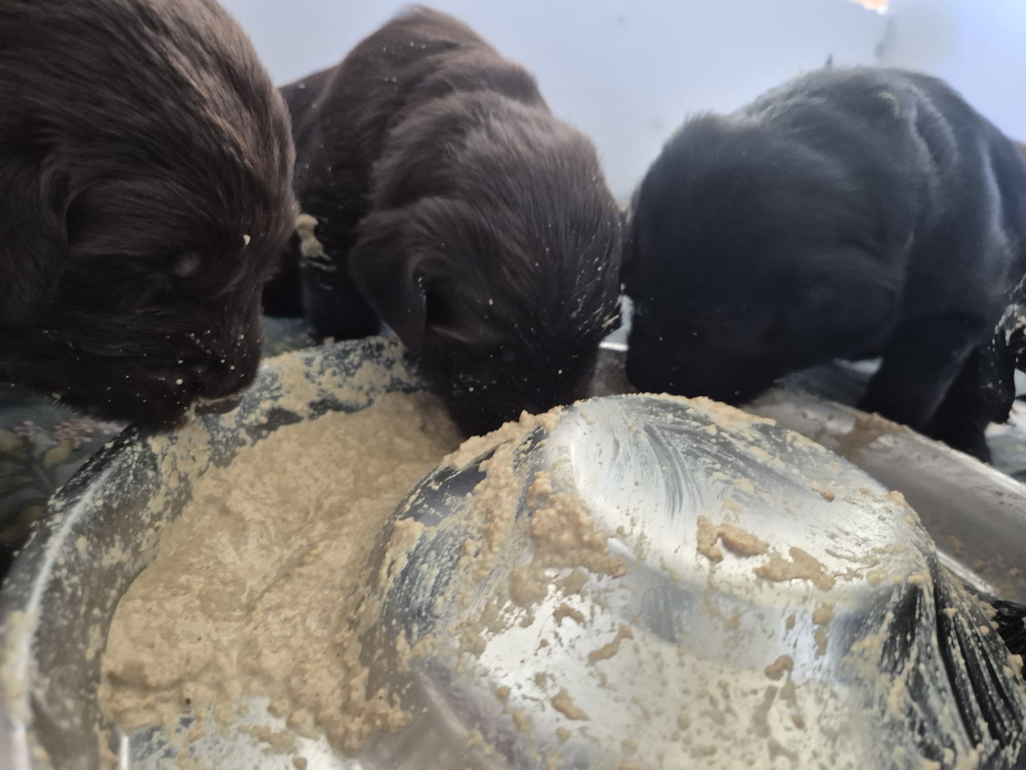 Pup