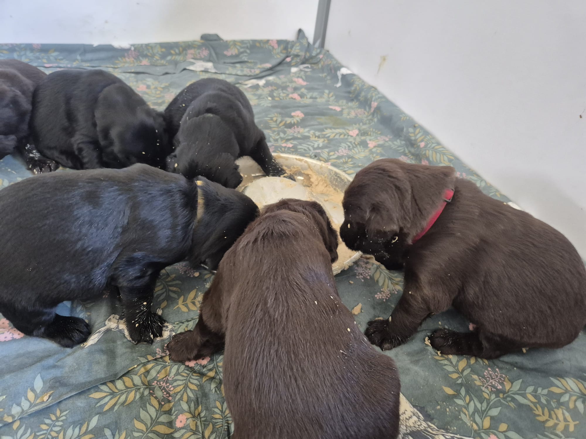 Pup