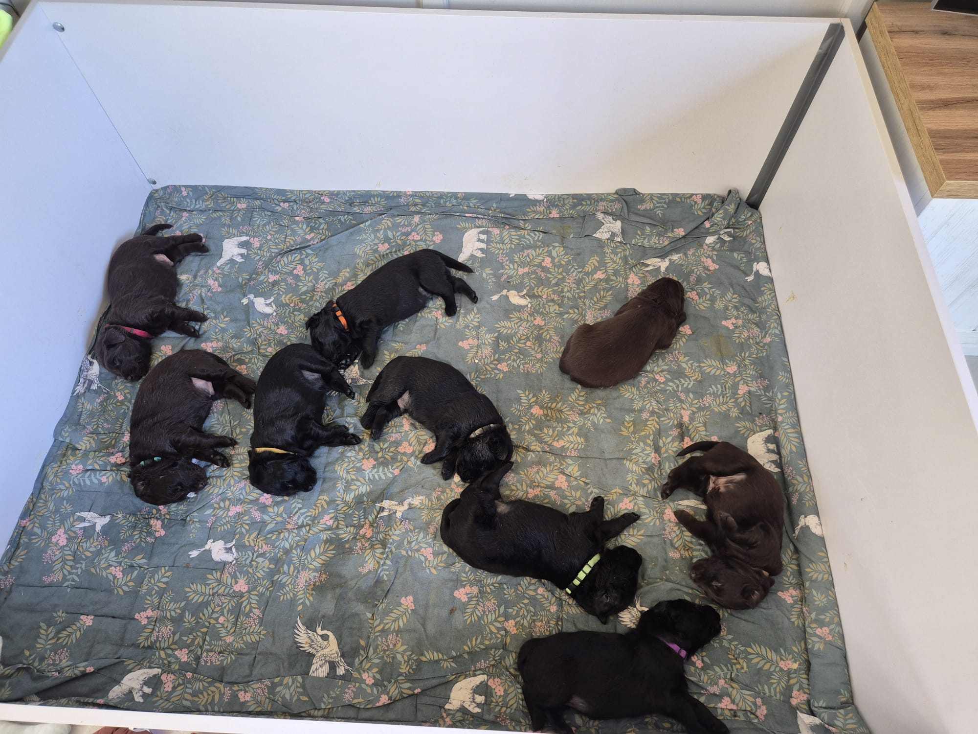 Pup