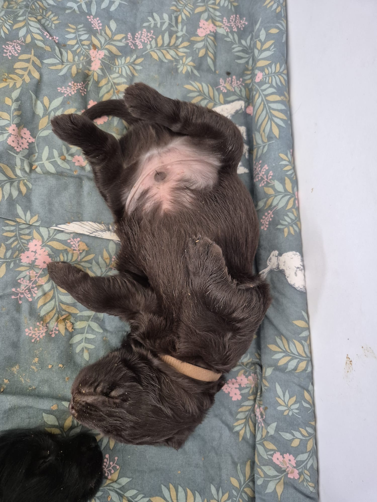 Pup